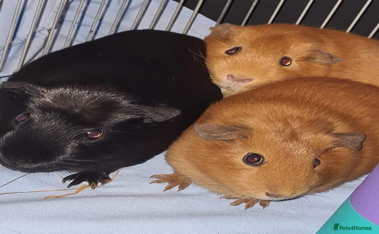 Guinea Pig rodents - Advert 1