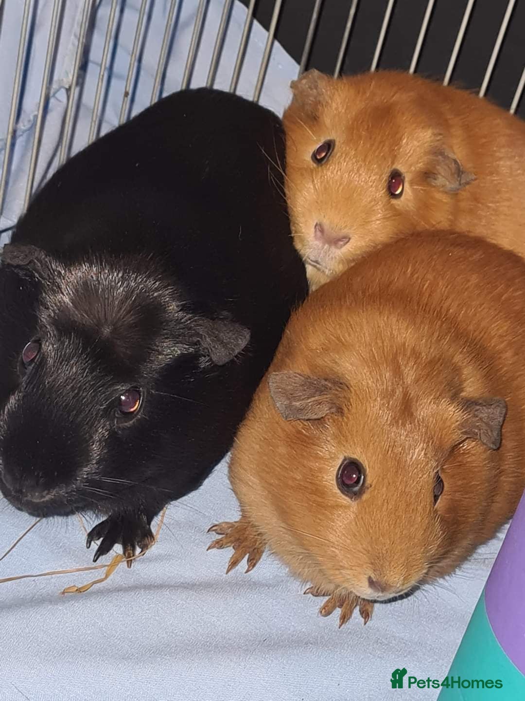 Guinea Pig rodents for sale: 3 guinea pigs & full set up  - Image 1