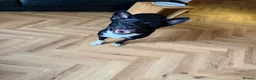 Mixed Breed dogs for sale: Luna  in Rossendale - Advert 5