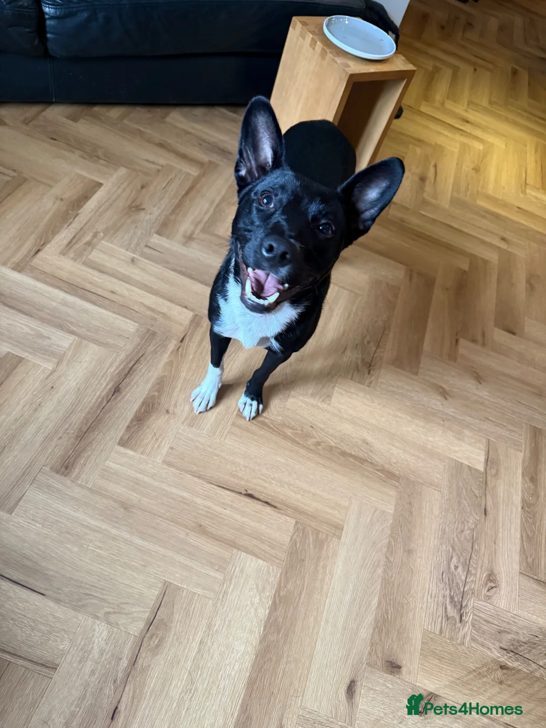 Mixed Breed dogs for sale: Luna  in Rossendale - Advert 5