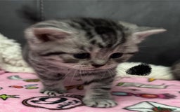 British Shorthair cats for sale: GCCF Reg BSH Silver Tabby & Spotted kittens - Advert 17