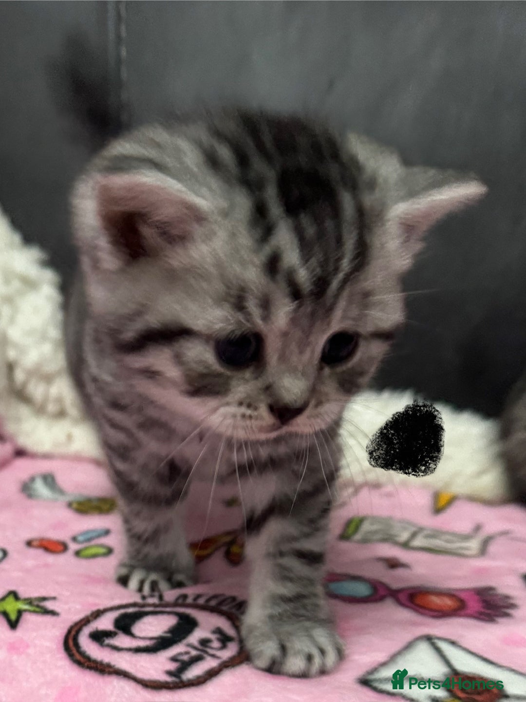 British Shorthair cats for sale: GCCF Reg BSH Silver Tabby & Spotted kittens - Advert 17