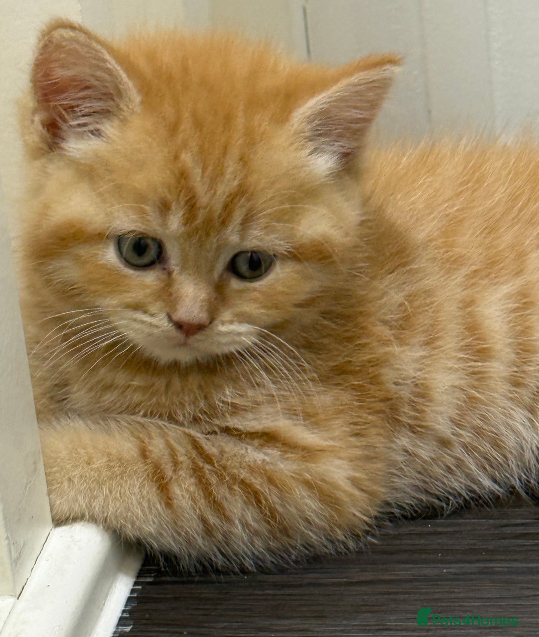 Scottish Fold cats for sale: Gorgeous ginger and creamy Scottish folds/straight - Image 9
