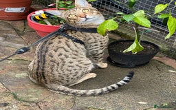 Savannah cats for sale: Savannah F4 girl kittens - Image 12