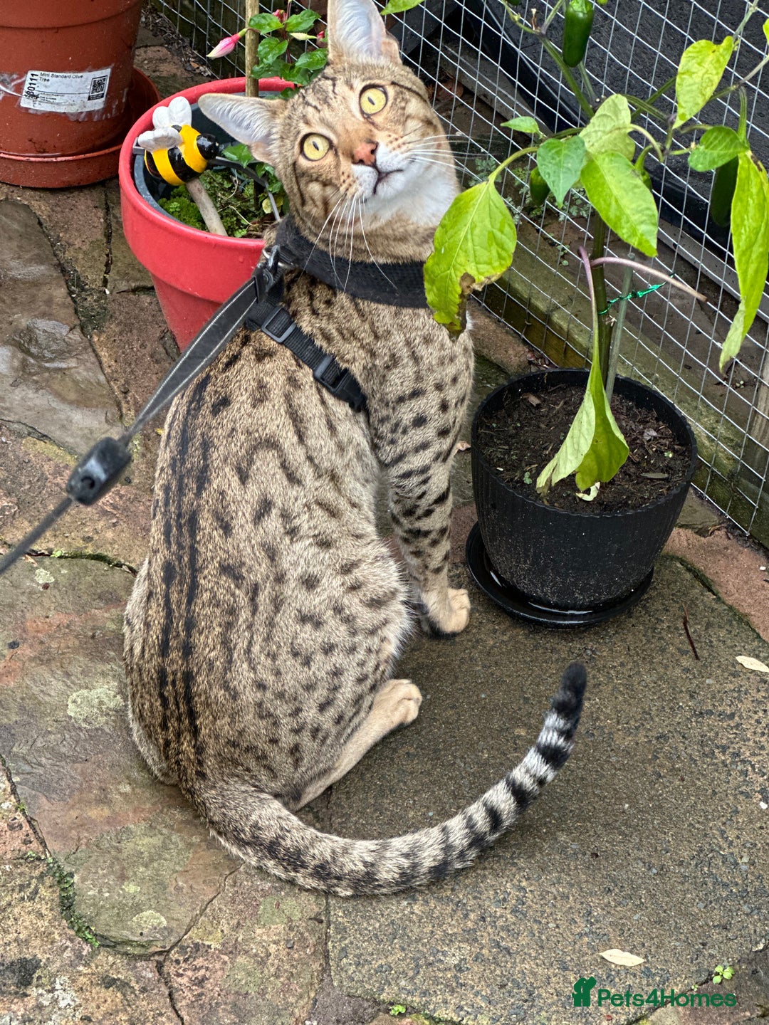 Savannah cats for sale: Savannah F4 girl kittens - Image 12