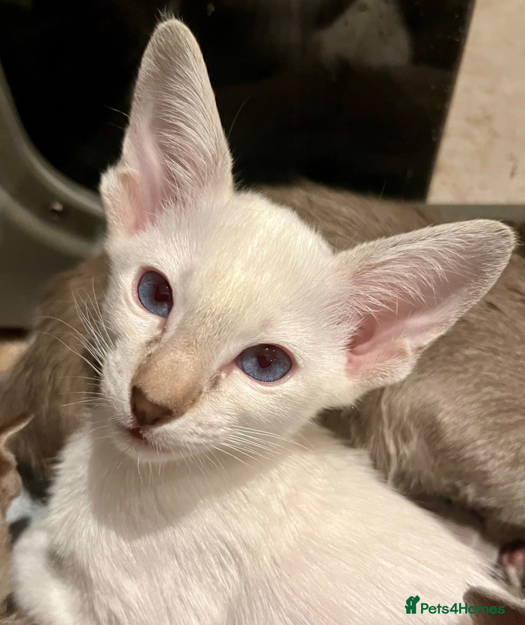 Oriental cats for sale: Supreme pedigree GCCF registered oriental kittens - Advert 3