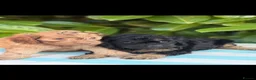 Cockapoo dogs for sale: Cockapoo males and females  - Advert 3