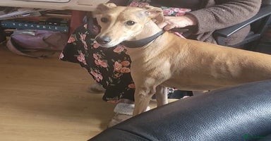 Mixed Breed dogs - Advert 1