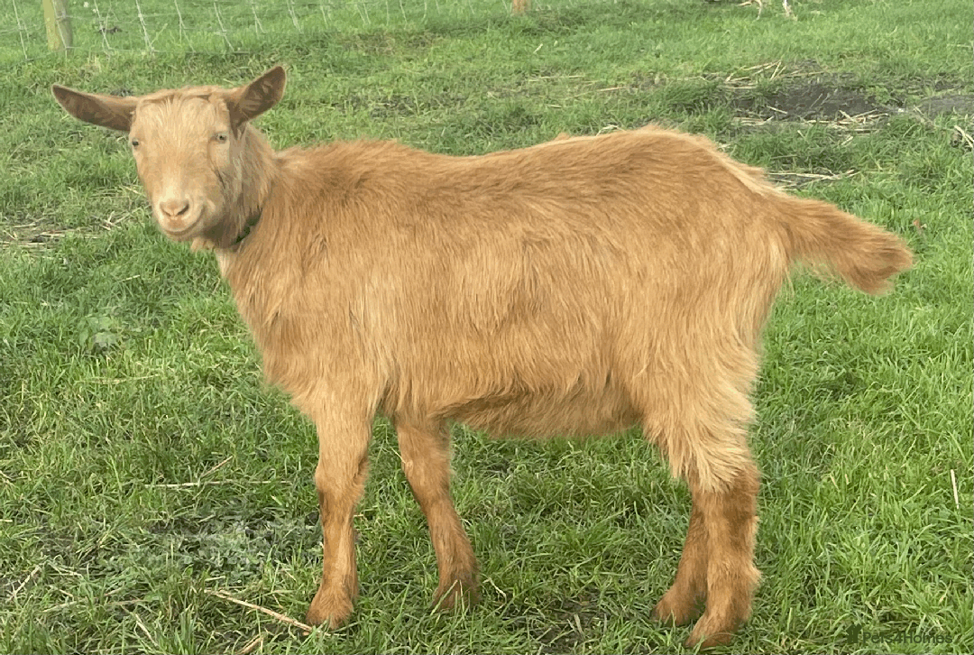 Goats livestock for sale: Pet Goats for sale - Wiltshire - Advert 1