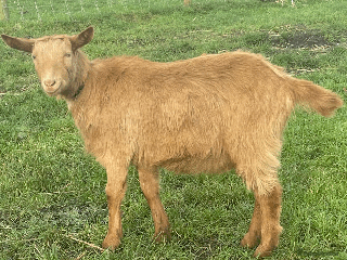 Goats livestock Pet Goats for sale - Wiltshire - Advert 3