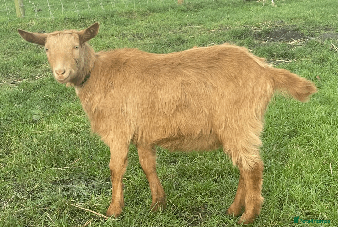 Goats livestock for sale: Pet Goats for sale - Wiltshire - Advert 1