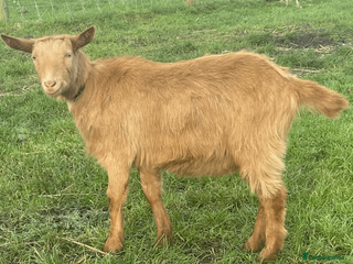 Goats livestock Pet Goats for sale - Wiltshire - Advert 13