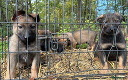 Belgian Shepherd Dog dogs for sale: Belgian Malinois Pups - Image 3