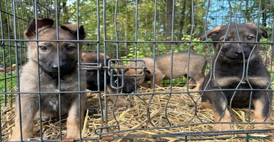Belgian Shepherd Dog dogs - Advert 9