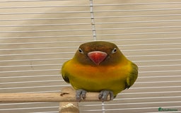 Lovebirds birds for sale: Lovebird  - Image 3