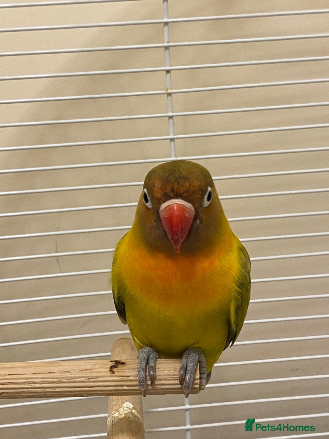 Lovebirds birds for sale: Lovebird  - Image 3