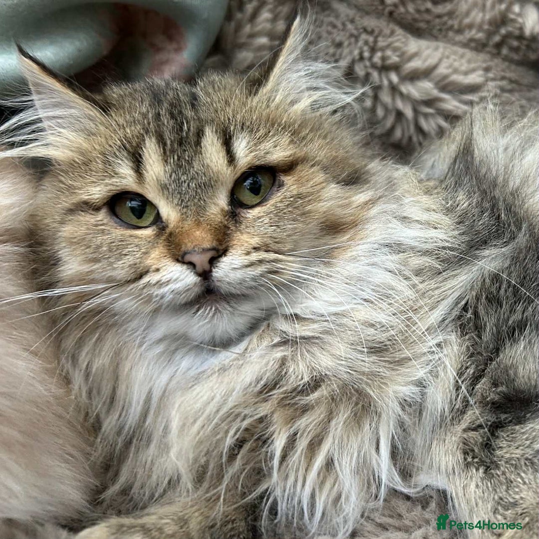 Siberian cats for sale: TICA reg Siberian kittens  - Image 3