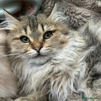 Siberian cats - Advert 4