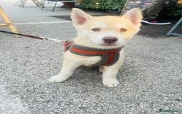 Mixed Breed dogs for sale: For sale Husky  - Image 1