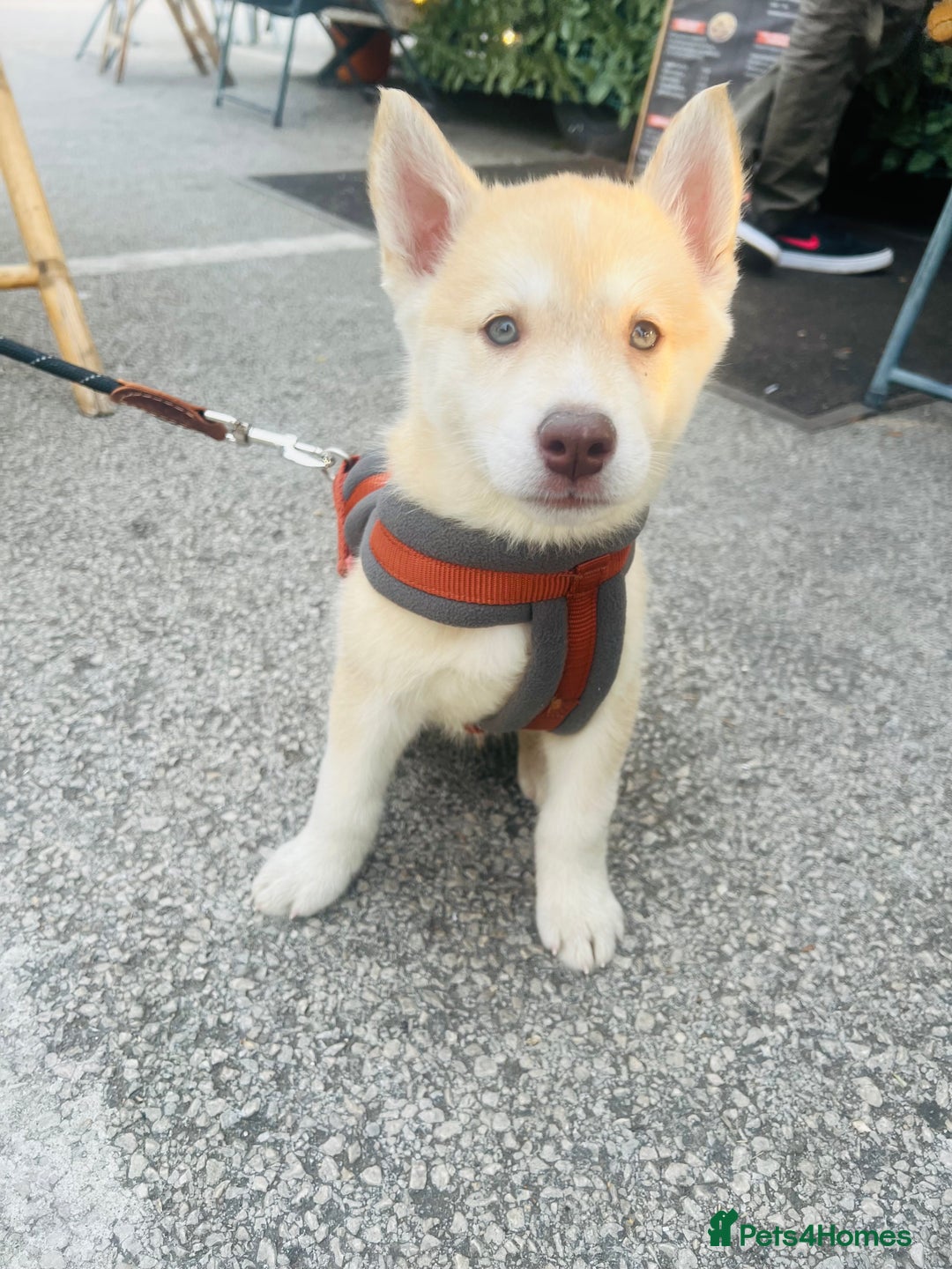 Mixed Breed dogs for sale: For sale Husky  - Image 1