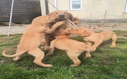 Labrador Retriever dogs for sale: Stunning working Labrador pups KC registered  - Image 5