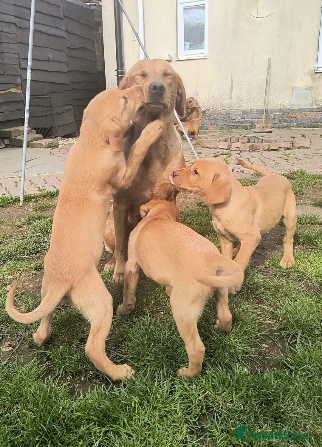 Labrador Retriever dogs for sale: Stunning working Labrador pups KC registered  - Image 5