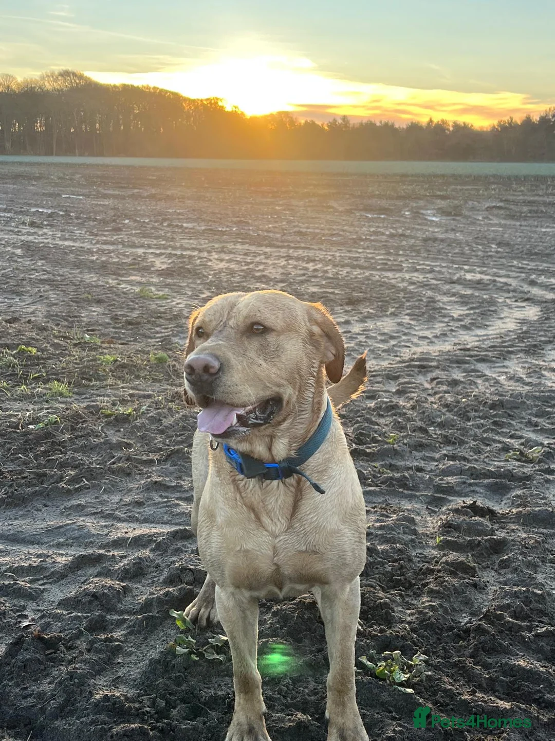 Labrador Retriever dogs for stud: Fox red Labrador for stud *first time* - Advert 6