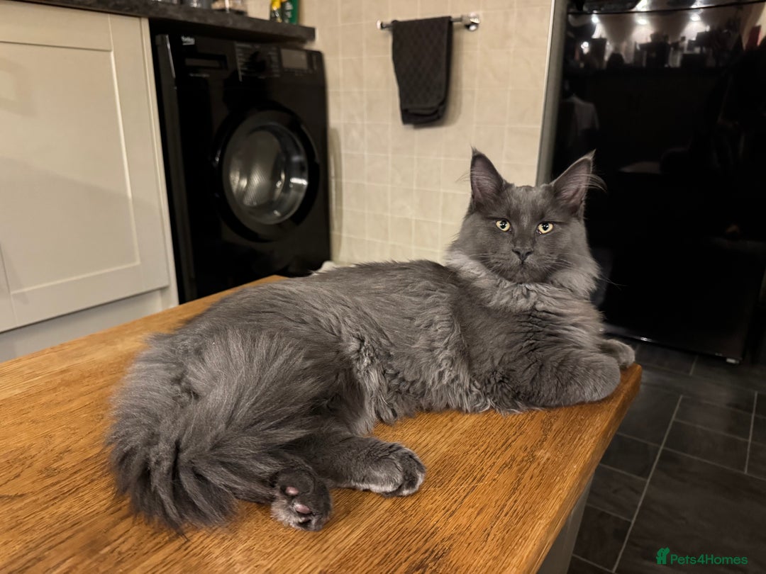 Maine Coon cats for sale: BlueSmoke Male Maine Coon🐾TICA Reg! ACTIVE!!  - Advert 11