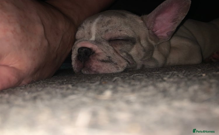 French Bulldog dogs - Advert 2