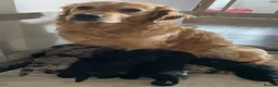 Mini Goldendoodle dogs for sale: F1 Goldendoodle - Advert 7
