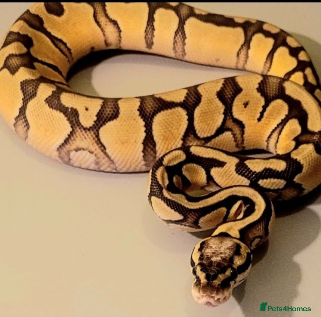 Python Snake reptiles for sale: Juvenile ile Royal Pythons - Image 8