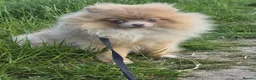 Pomeranian dogs for sale: KC Young Adult Male and Female six mo - Advert 4