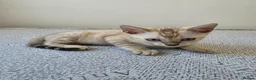 Bengal cats for sale: Snow bengal tica active - Advert 31