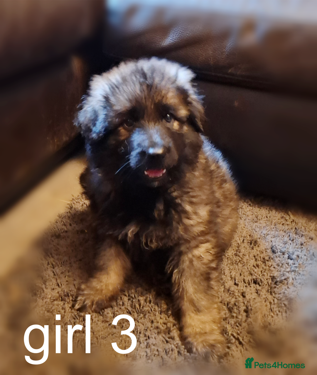 German Shepherd dogs for sale: 3 girls, long coat, STRAIGHT BACK silver sable GSD - Advert 4