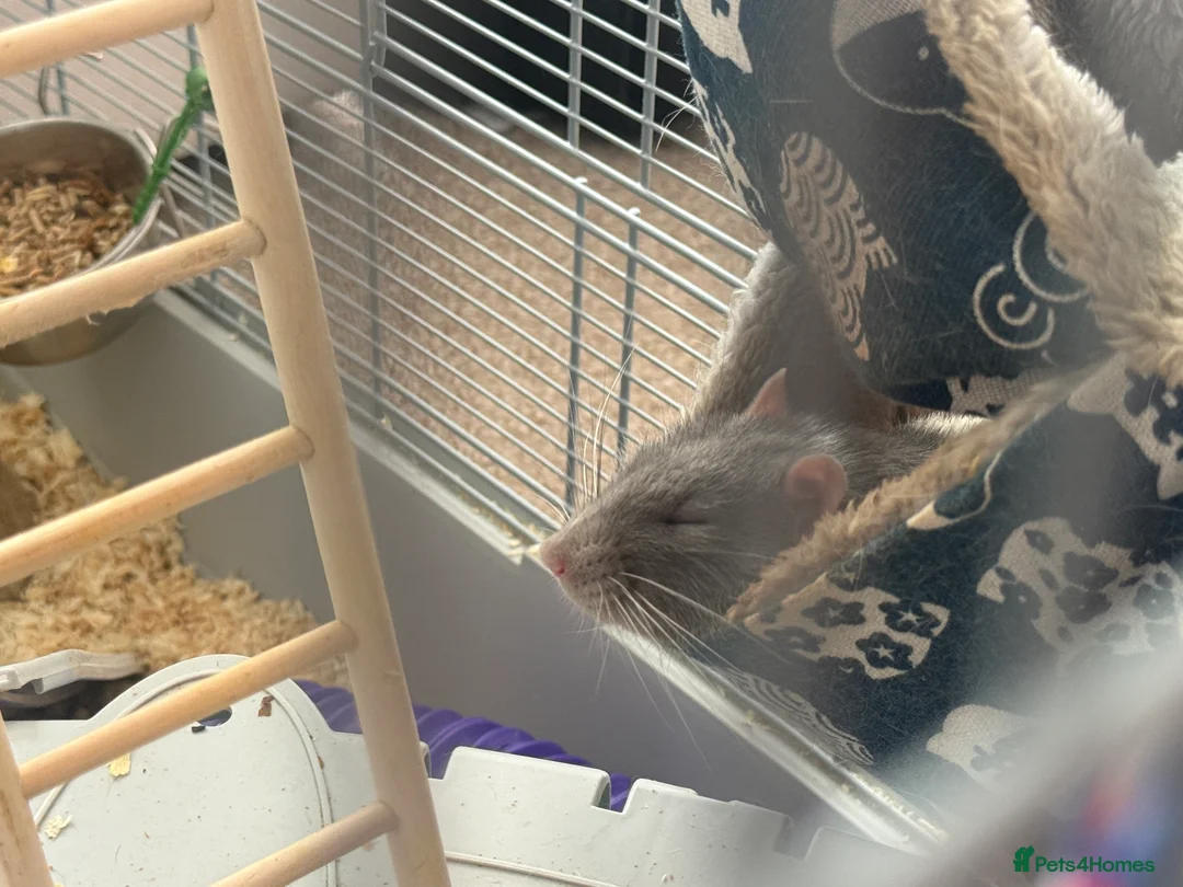 Rat rodents for sale: 2x rats Remy and Emile in London - Advert 2