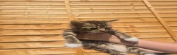 Mixed Breed cats for sale: Stunning bengal/maine coon mixed breed - Advert 10