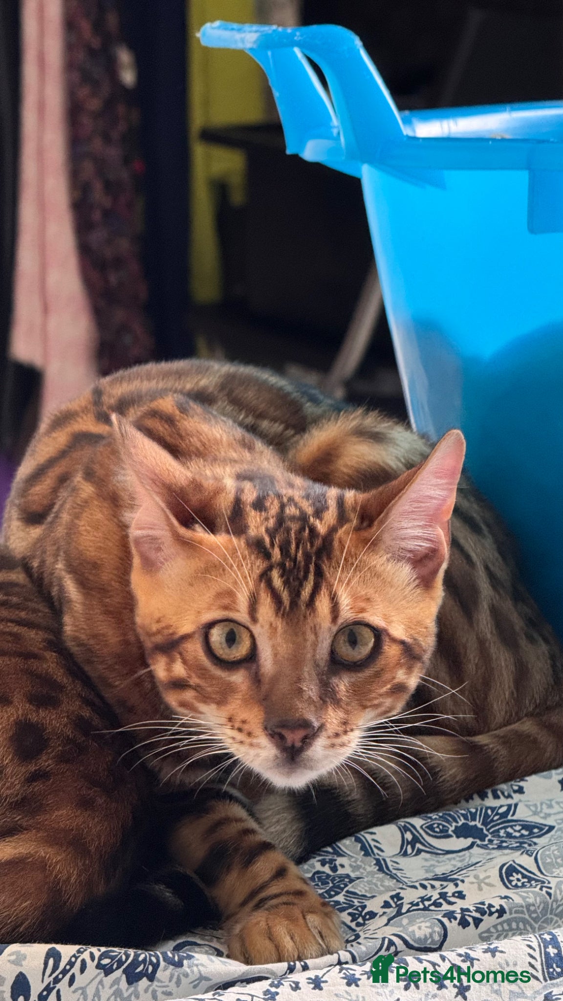 Bengal cats for sale: TICA Bengal cats adorable educated with kid NO UK  in London - Advert 40