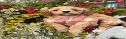 Cavapoo dogs for sale: Stunning F1 Cavapoo boy - Advert 1