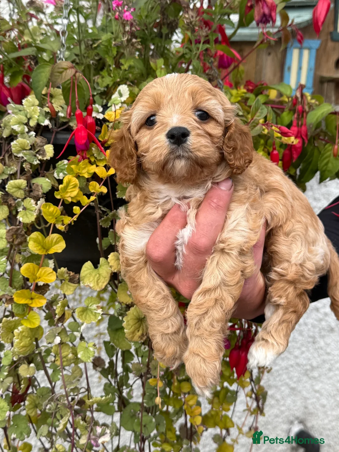 Cavapoo dogs for sale: Stunning F1 Cavapoo boy - Advert 1