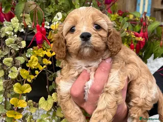 Cavapoo dogs Stunning F1 Cavapoo boy - Advert 2