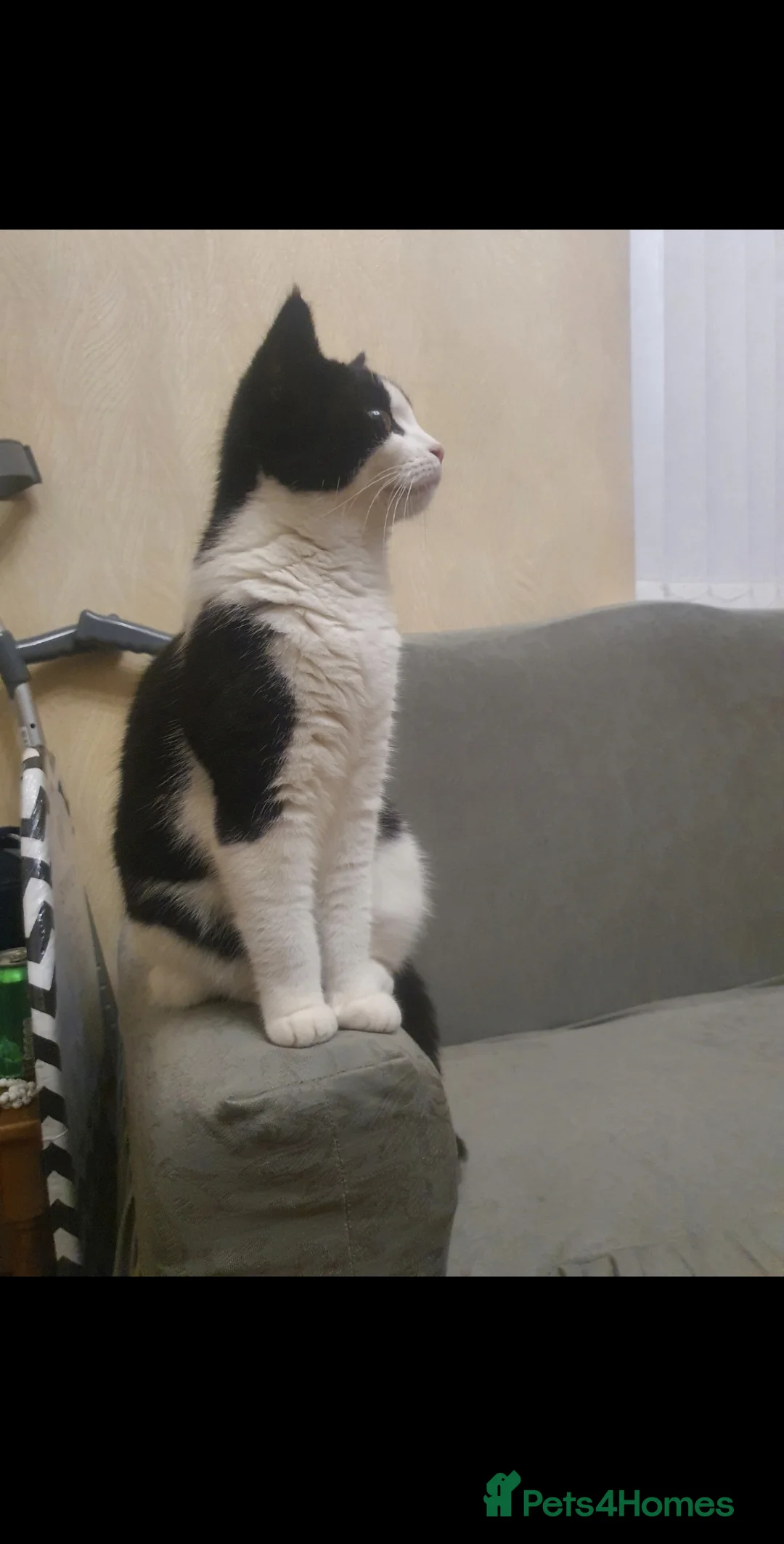 British Shorthair cats for sale: 1 year Old female cat mirochipped and sprayed - Advert 1