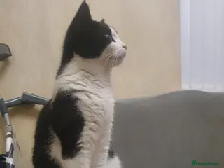 British Shorthair cats 1 year Old female cat mirochipped and sprayed - Advert 2