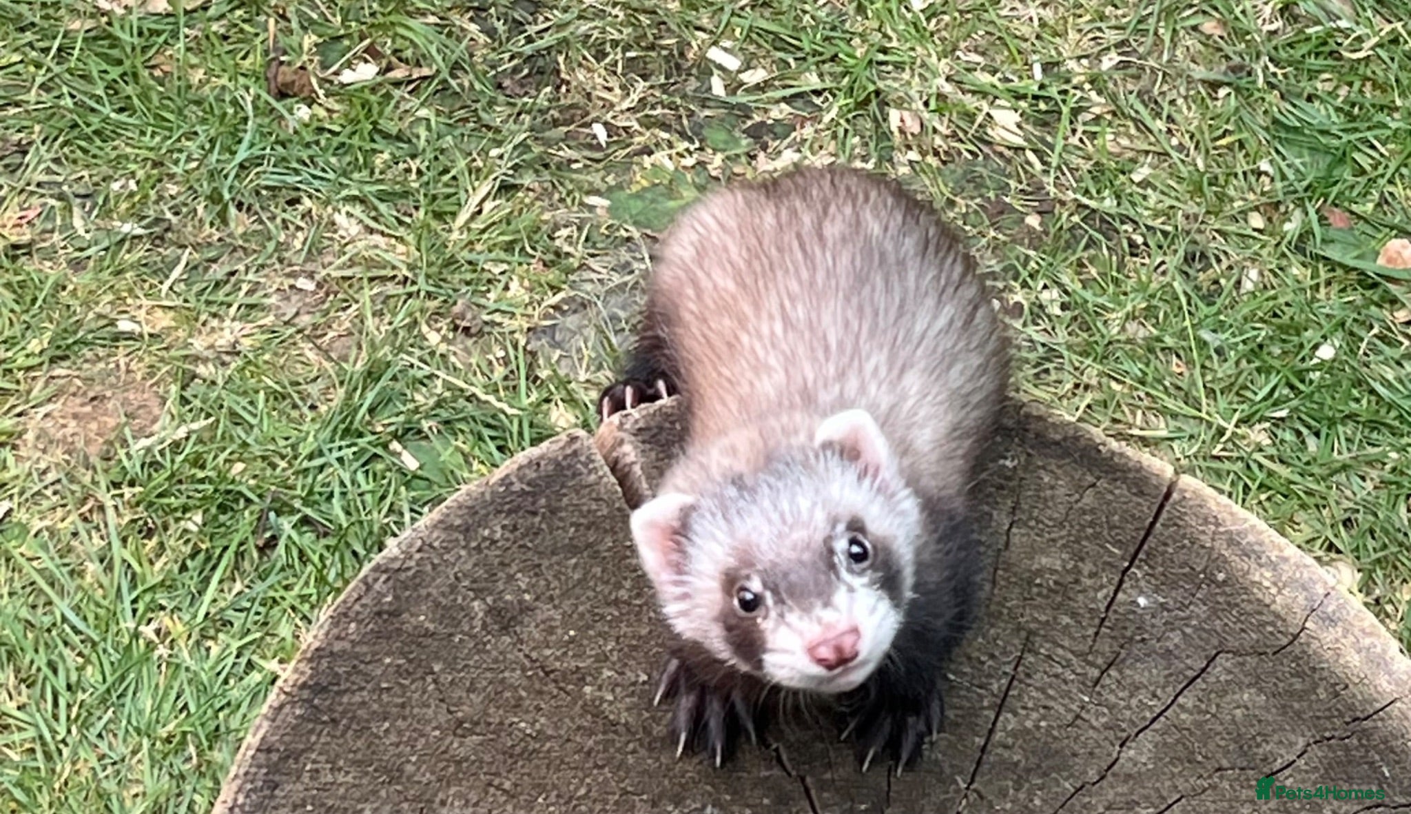 Ferret rodents Baby Ferrets for sale ready now - Advert 1