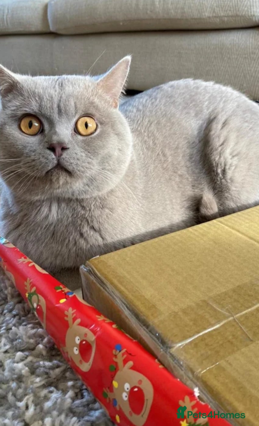British Shorthair cats Liliac BSH male NEED GONE ASAP - Advert 16