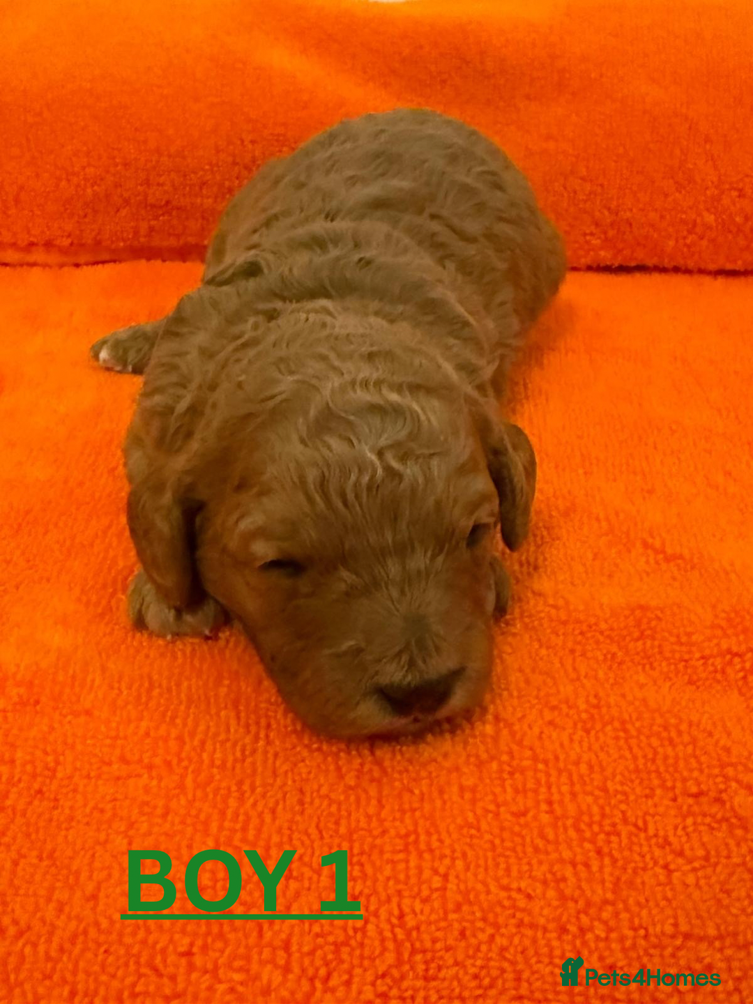 Cavapoo dogs for sale: Beautiful F1b Cavapoo's Health Tested Parents - Advert 11