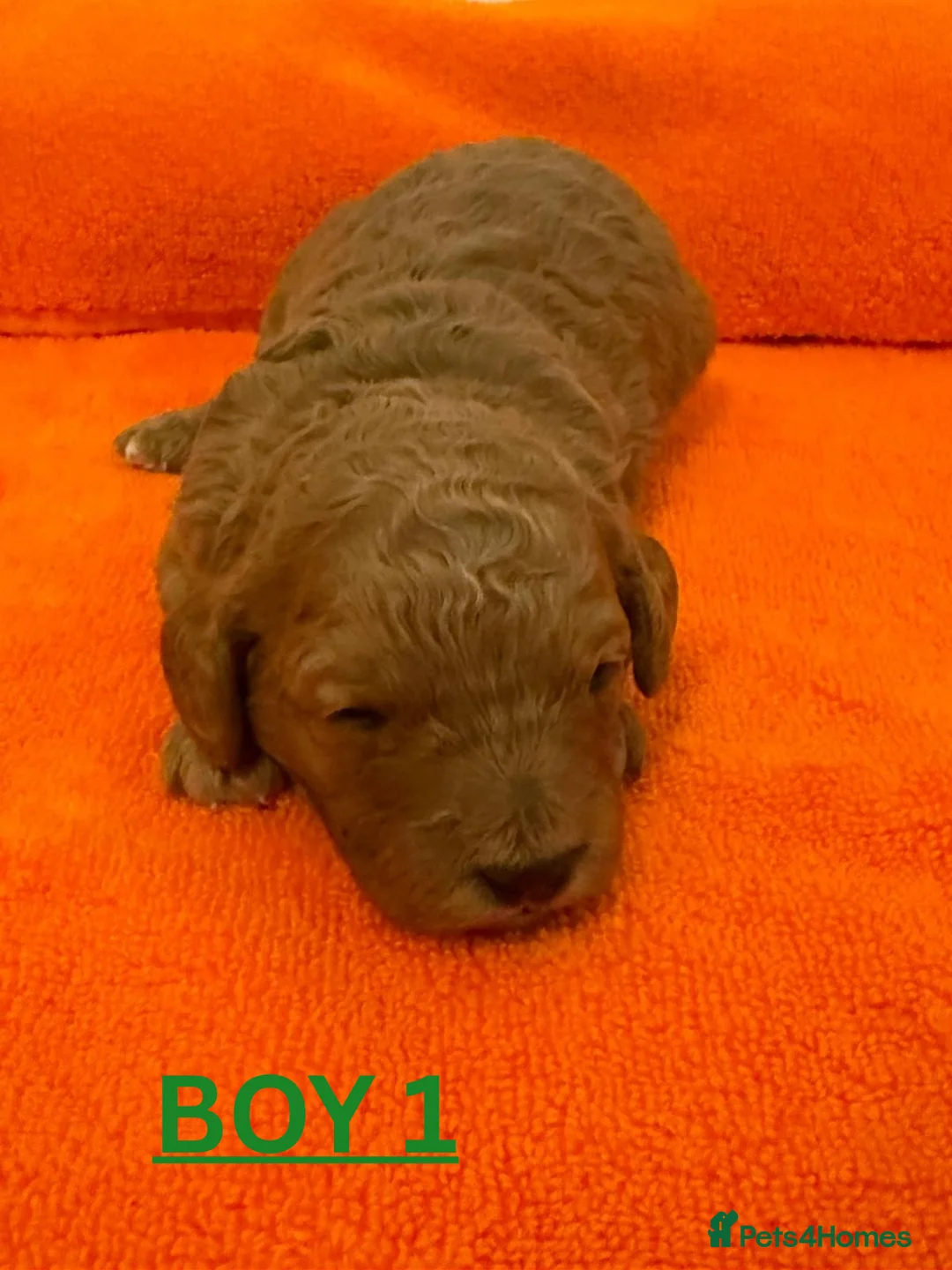 Cavapoo dogs for sale: Beautiful F1b Cavapoo's Health Tested Parents - Advert 6