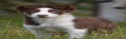 Border Collie dogs for stud: KC/ISDS DUEL REGISTERED HEALTH TESTED FOR STUD in Boston - Advert 6