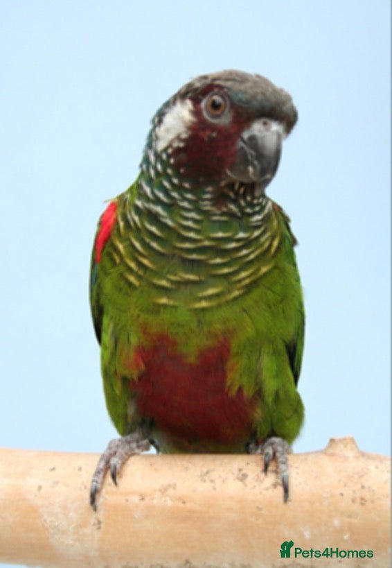 Conures birds Rare Grey breasted Conures  - Advert 2