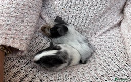 Guinea Pig rodents for sale: Beautiful baby guinea pigs  - Image 3