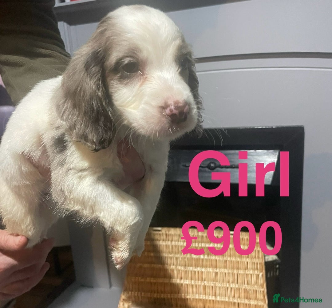 Cocker Spaniel dogs for sale: Stunning cocker spaniels puppies - Advert 6